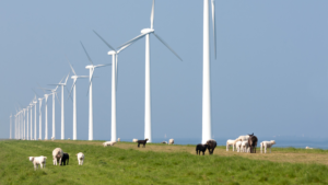 No a la repotenciación prematura de parques eólicos para preservar la biodiversidad