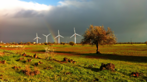 Los 5 principios para cuidar y preservar el medio ambiente que debe adoptar la industria eólica